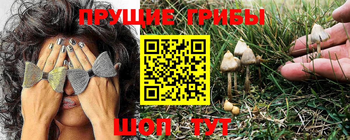Псилоцибиновые грибы Psilocybine cubensis Асбест